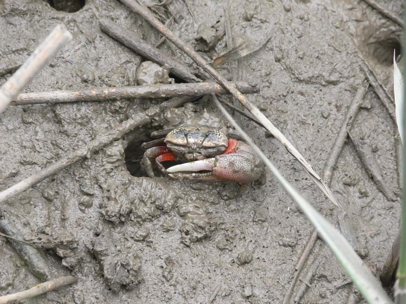 Tubuca arcuata photo
