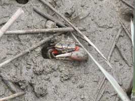 Tubuca arcuata thumbnail