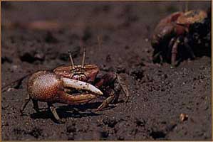 Tubuca arcuata thumbnail