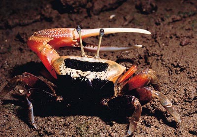 Tubuca arcuata photo