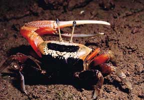 Tubuca arcuata thumbnail
