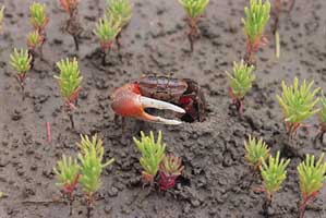 Tubuca arcuata thumbnail