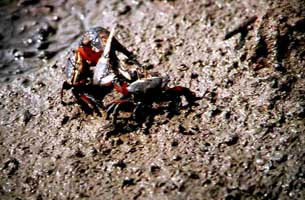 Tubuca arcuata thumbnail