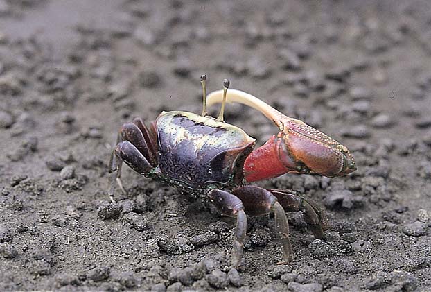 Tubuca arcuata photo