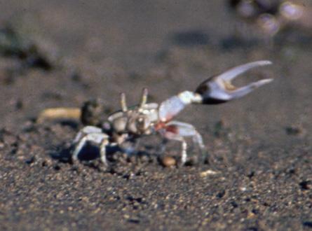 Leptuca beebei photo