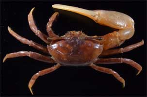 Paraleptuca boninensis thumbnail