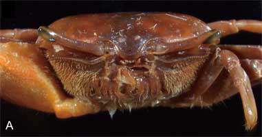Paraleptuca boninensis thumbnail