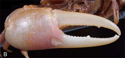 Paraleptuca boninensis thumbnail