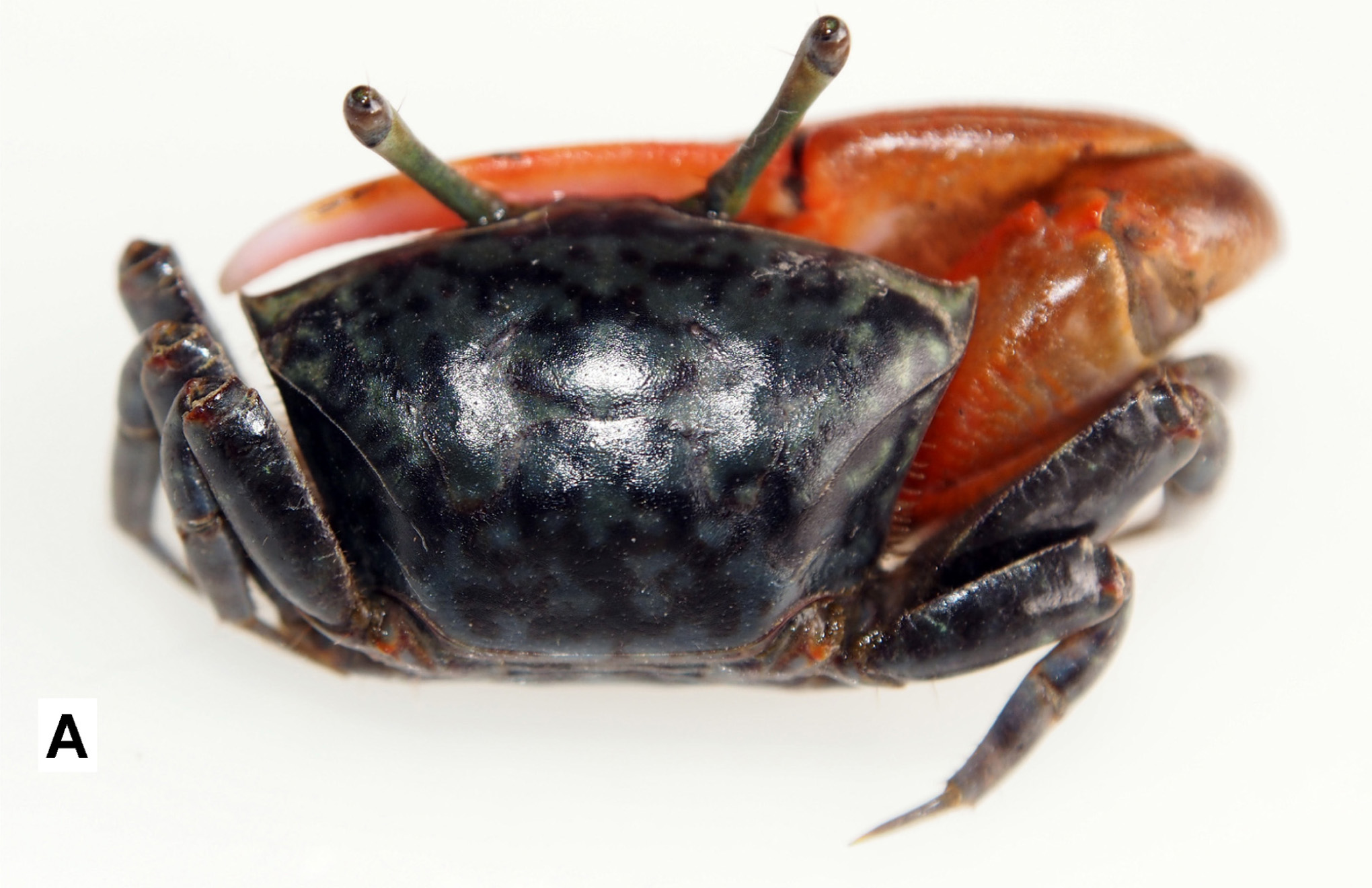 Paraleptuca boninensis