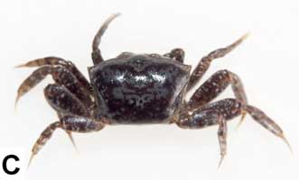 Paraleptuca boninensis thumbnail