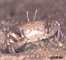 Gelasimus borealis thumbnail