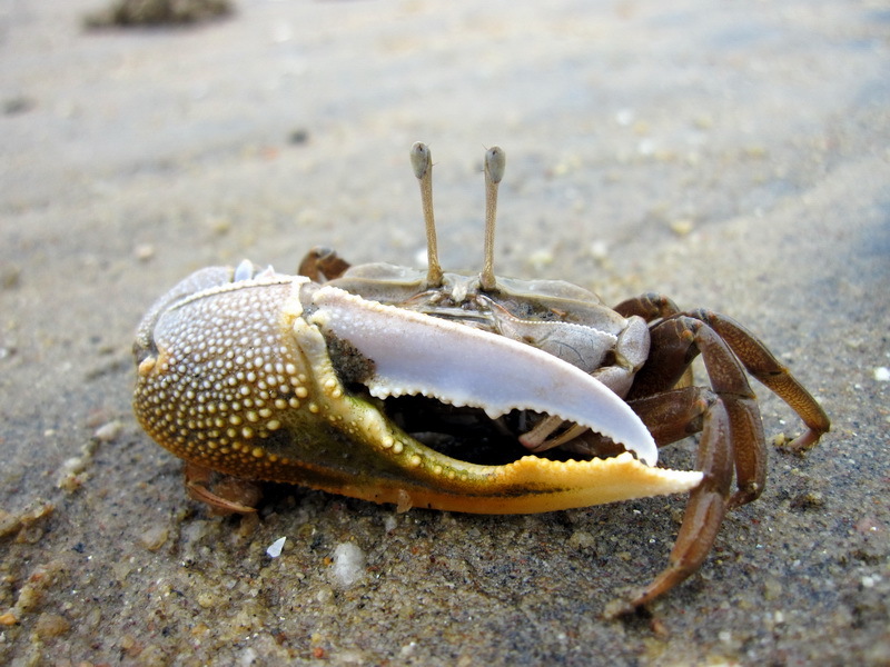 Gelasimus borealis