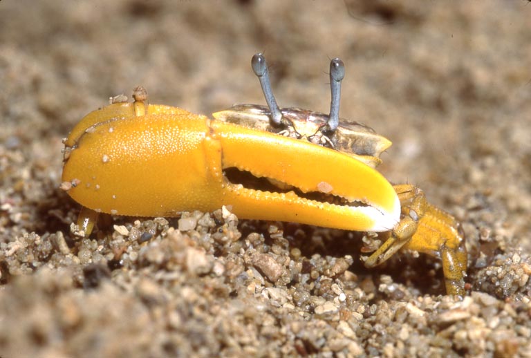 Austruca citrus