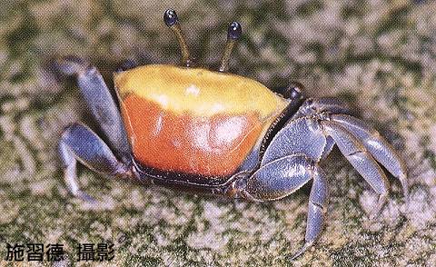 Tubuca coarctata photo