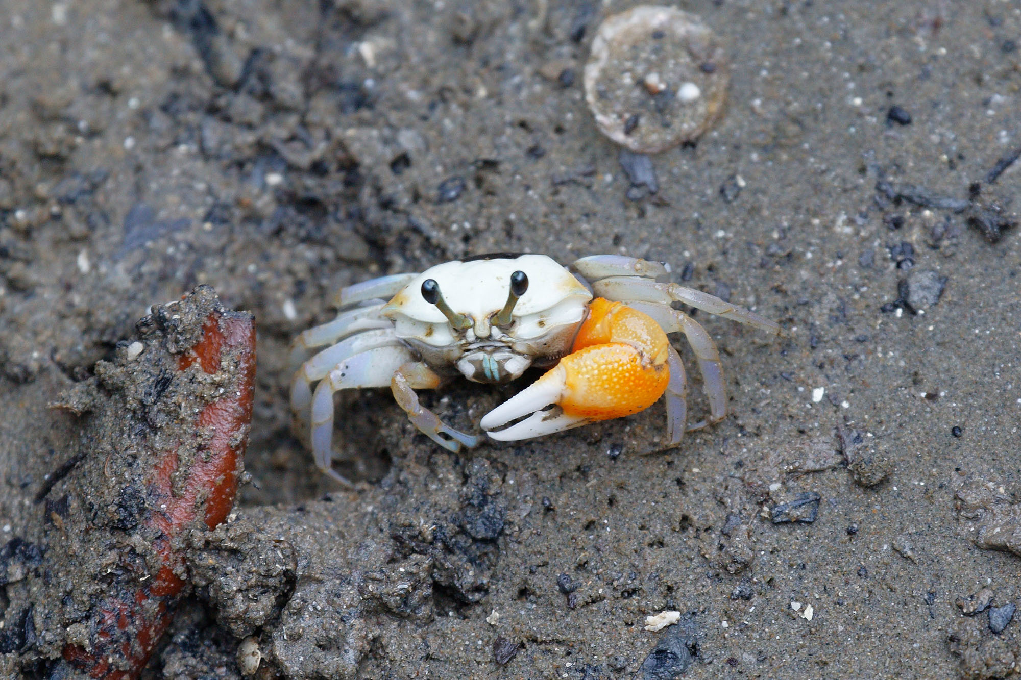 Tubuca coarctata photo