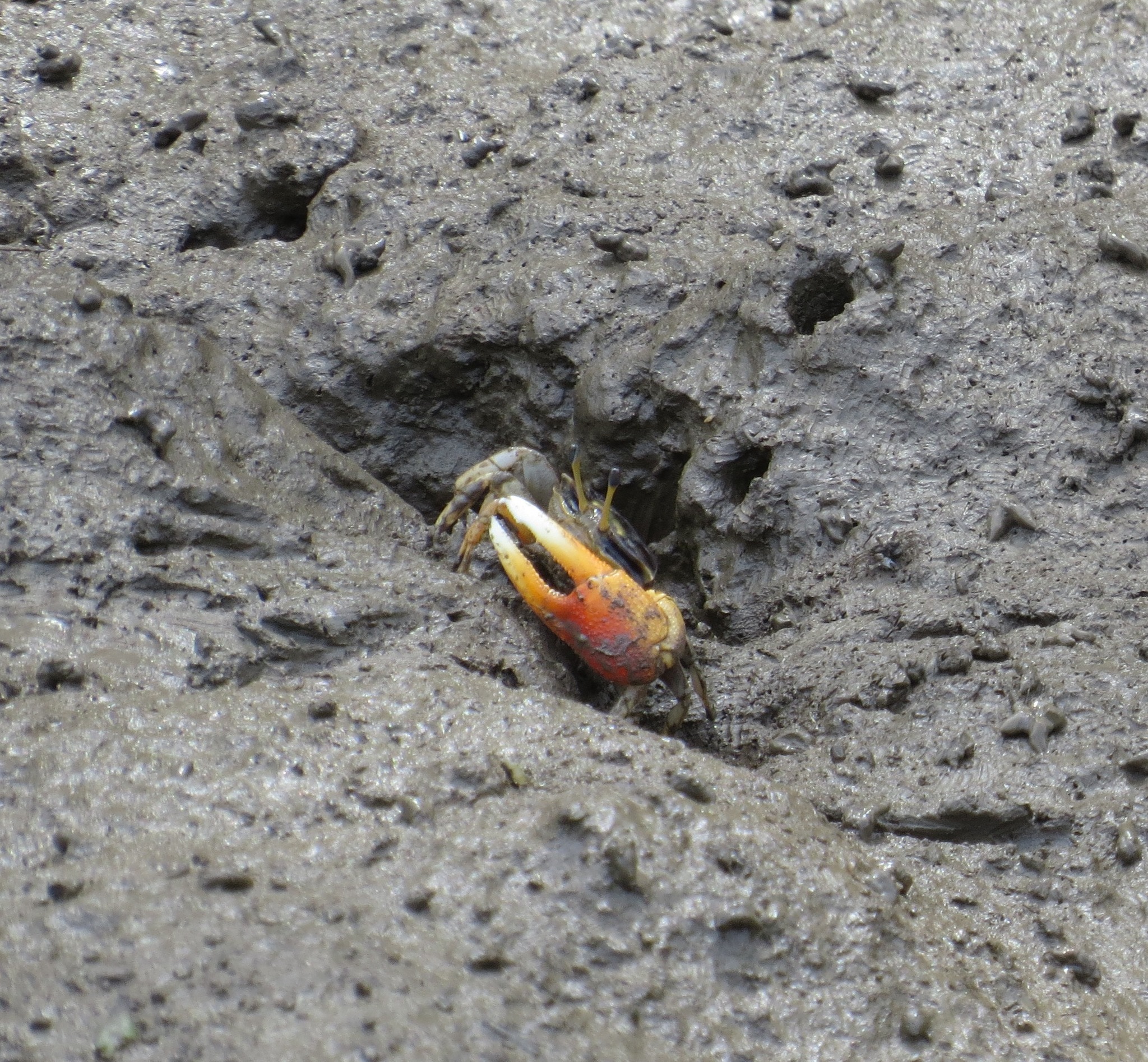 Tubuca coarctata photo