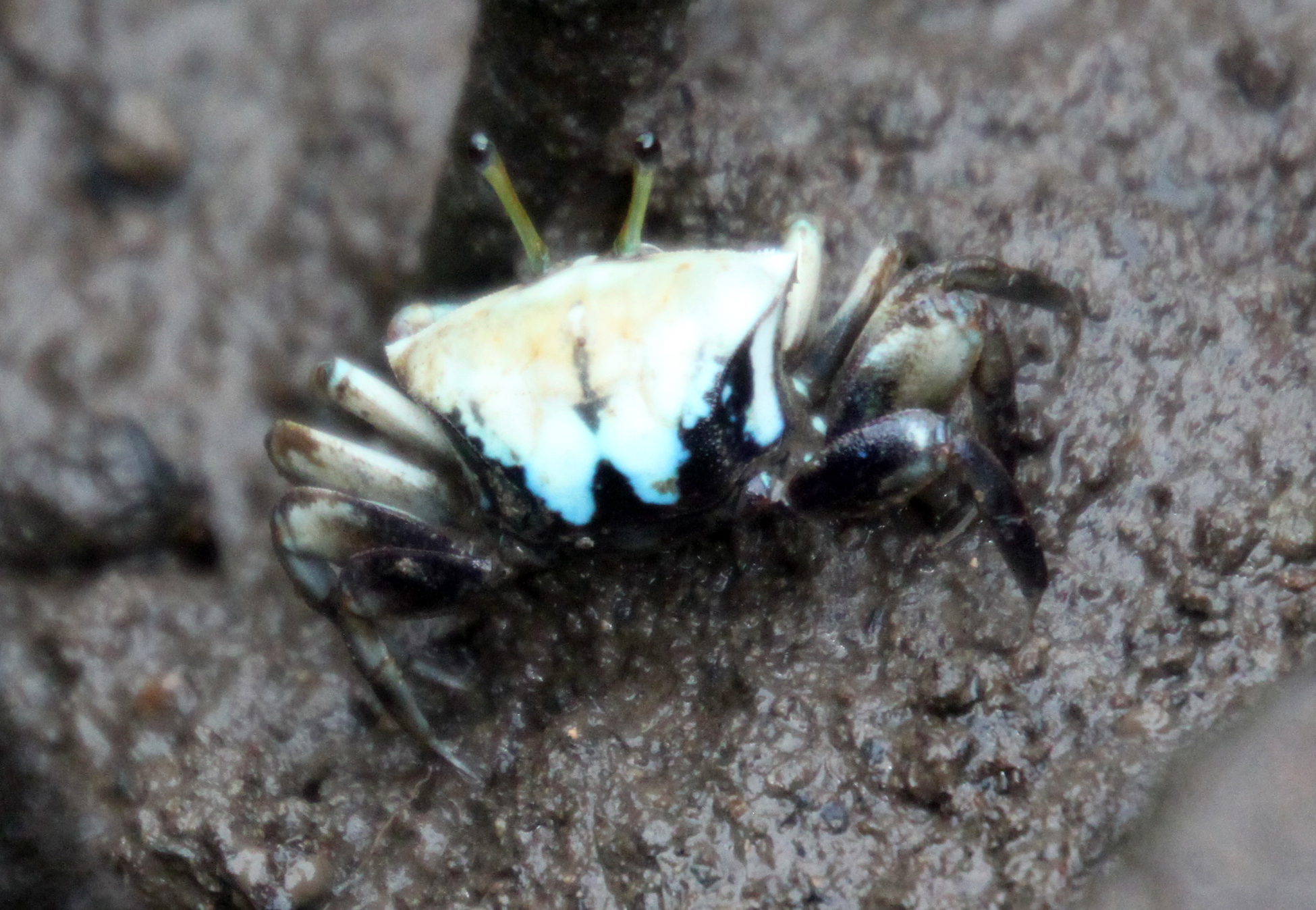Tubuca coarctata photo
