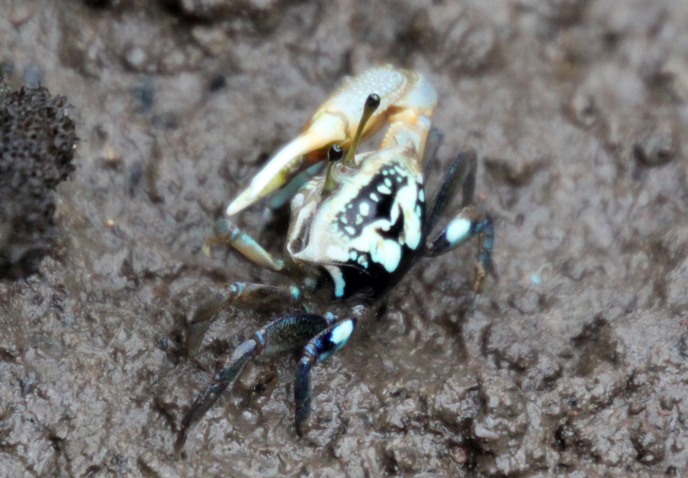 Tubuca coarctata photo