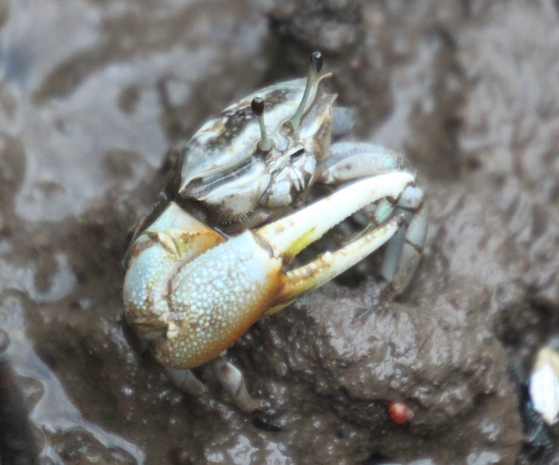 Tubuca coarctata photo