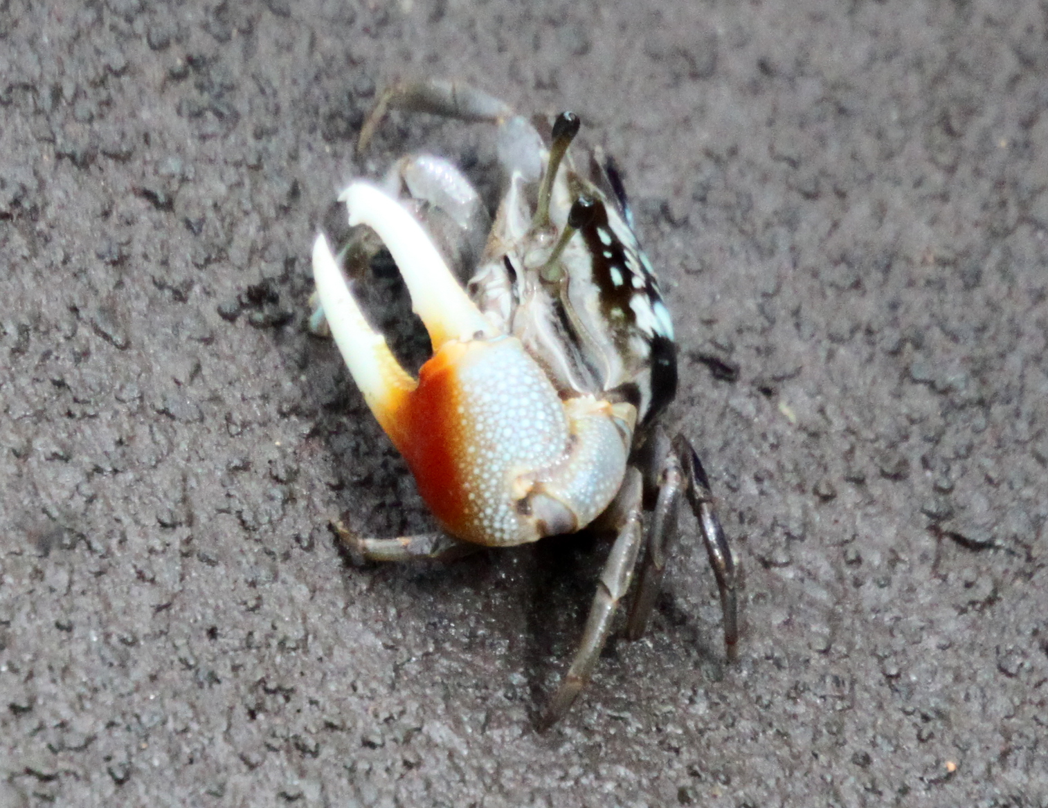 Tubuca coarctata photo