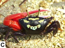 Paraleptuca crassipes thumbnail