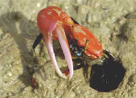 Paraleptuca crassipes thumbnail