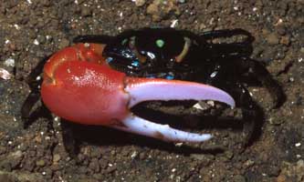 Paraleptuca crassipes thumbnail