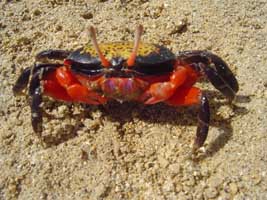 Paraleptuca crassipes thumbnail