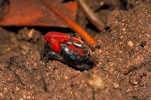 Paraleptuca crassipes photo