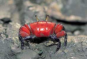 Paraleptuca crassipes thumbnail