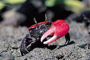 Paraleptuca crassipes thumbnail