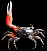 Paraleptuca crassipes thumbnail