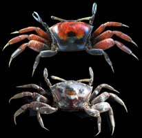 Paraleptuca crassipes thumbnail