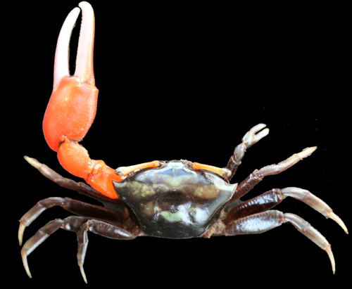 Paraleptuca crassipes photo