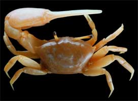 Paraleptuca crassipes thumbnail