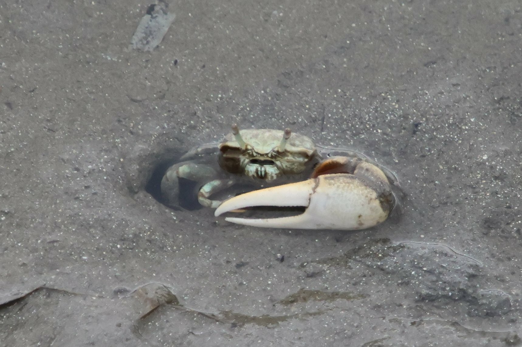 Leptuca crenulata photo