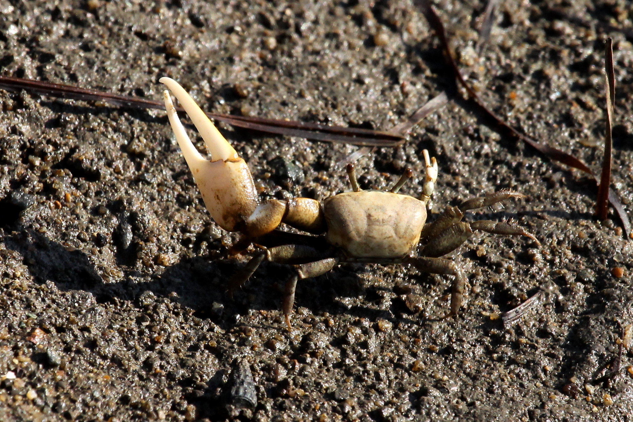 Leptuca crenulata photo