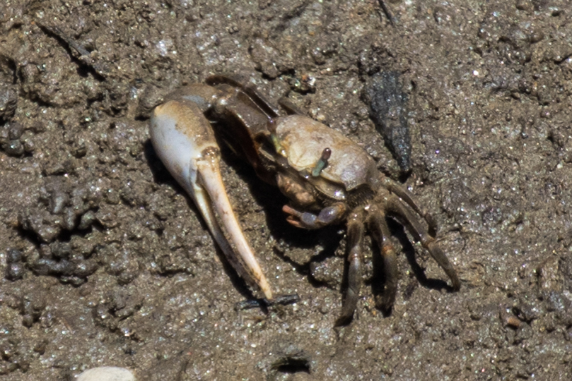Leptuca crenulata photo
