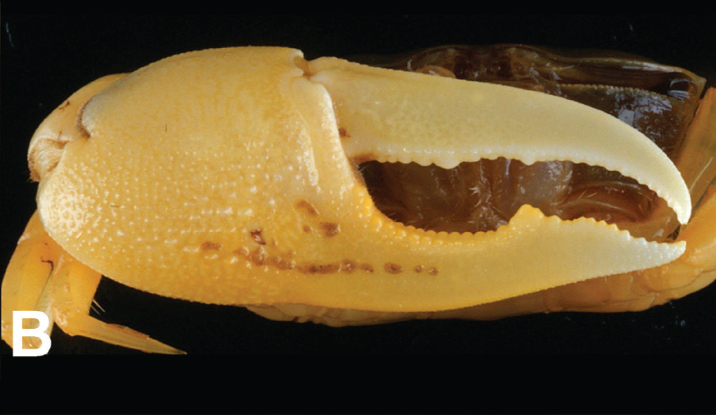 Gelasimus dampieri photo