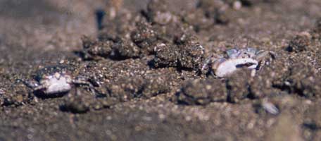 Leptuca deichmanni thumbnail