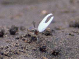 Leptuca deichmanni thumbnail