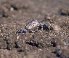 Leptuca deichmanni thumbnail