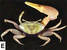 Tubuca demani thumbnail
