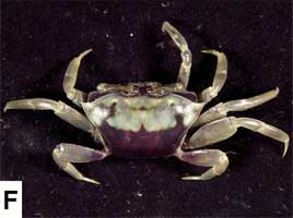 Tubuca demani thumbnail
