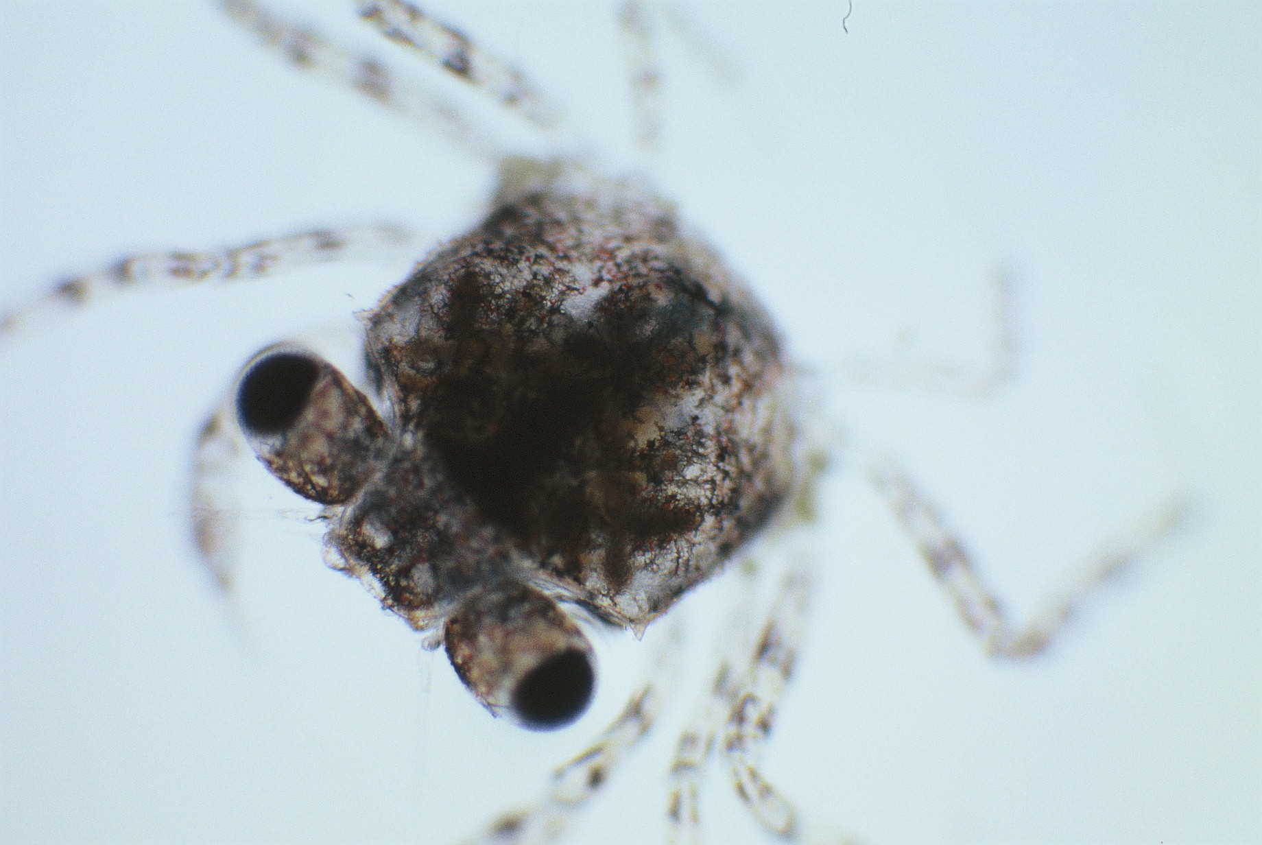 Minuca ecuadoriensis photo