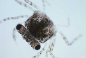 Minuca ecuadoriensis thumbnail