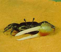 Tubuca elegans thumbnail