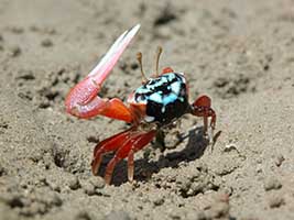 Tubuca elegans thumbnail
