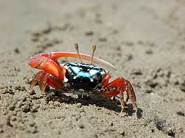 Tubuca elegans thumbnail