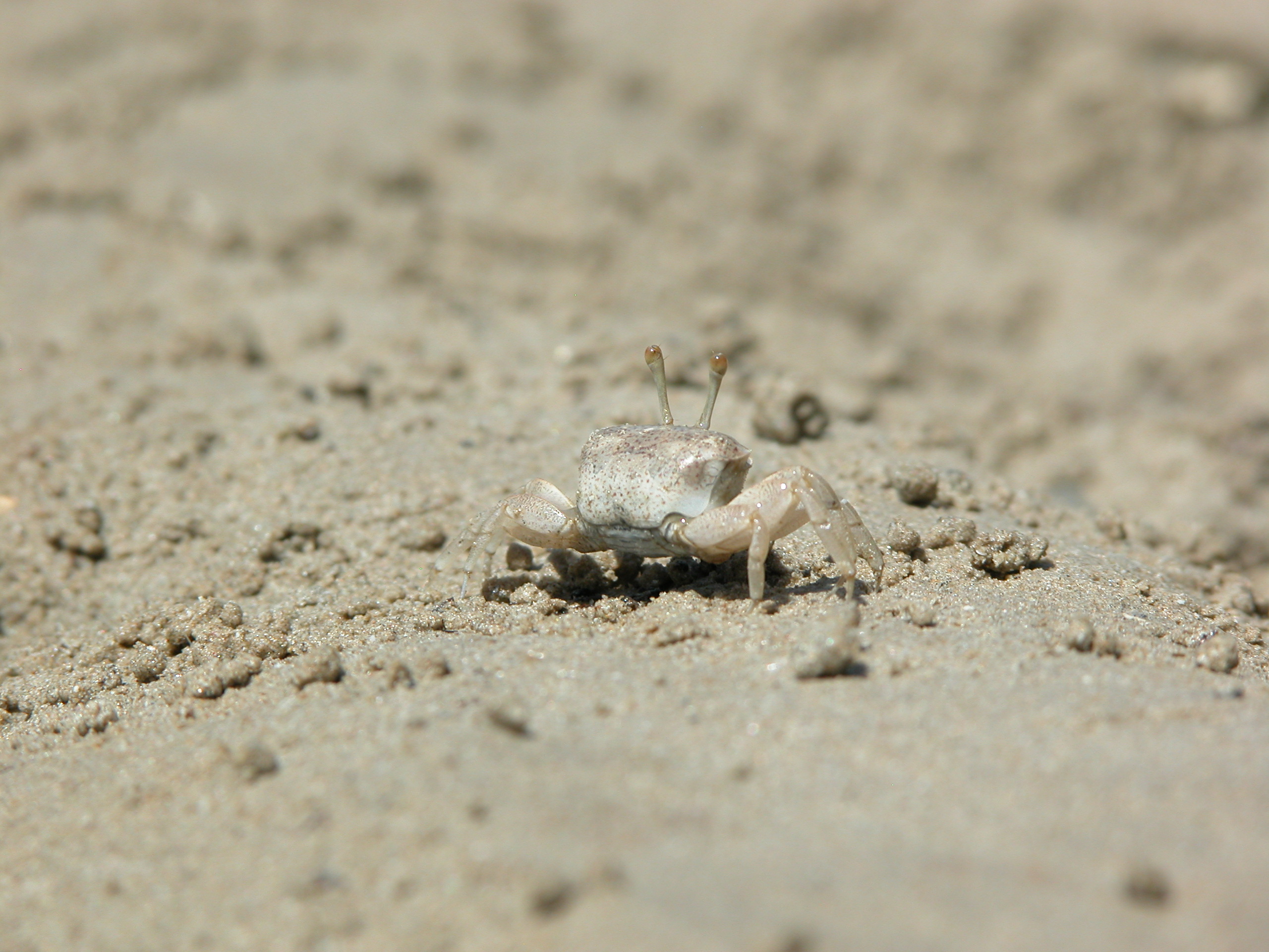 Tubuca elegans photo